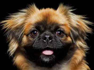 6 собак у которых выпадают глаза: причины и профилактика