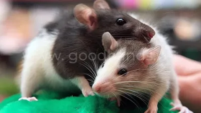 Домашние крысы: содержание, уход и питание декоративной крысы - Грызуны  обзор на Gomeovet