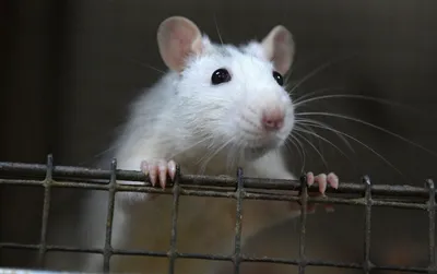 Минчанка продает декоративную крысу за 500 долларов в эквиваленте