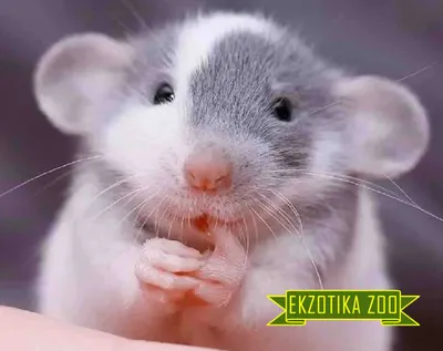 Все об уходе и содержании декоративных домашних крыс | ВКонтакте