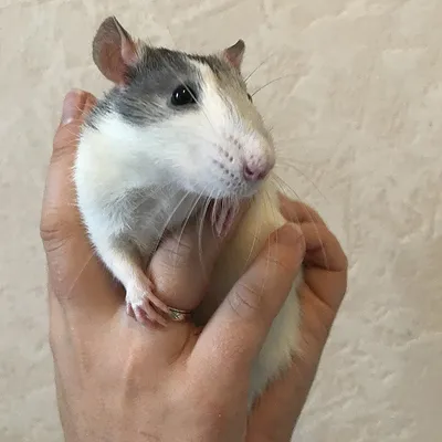 Крыса дамбо - «Не знала, что крысы бывают такими милашками » | отзывы