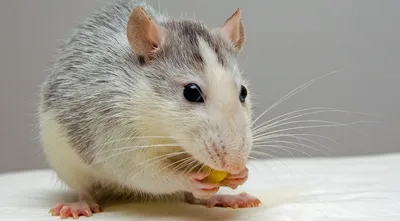 КРЫСА ДАМБО 🐀, возраст 2 месяца - крыса Ириска - YouTube