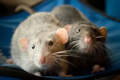 Породы домашних крыс: плюшевый мишка против сфинкса» — Яндекс Кью