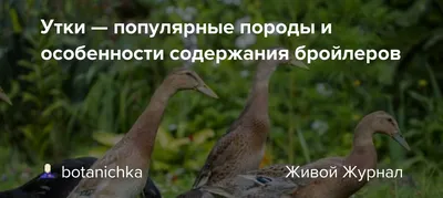 Утка-мандаринка отказалась переселяться в зоопарк - KP.RU