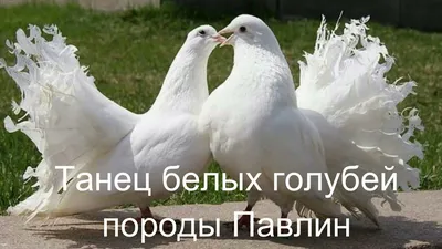 Алтайские голуби