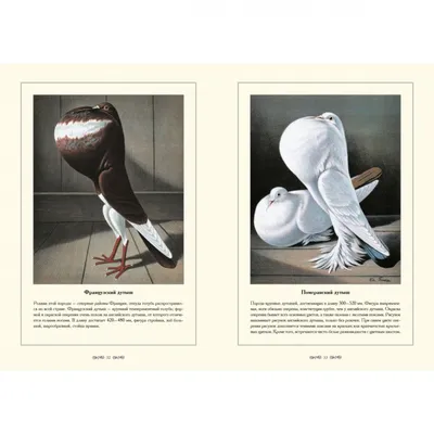 Шмидт Хорст \"Самые популярные породы голубей\" | Книжный Лабиринт