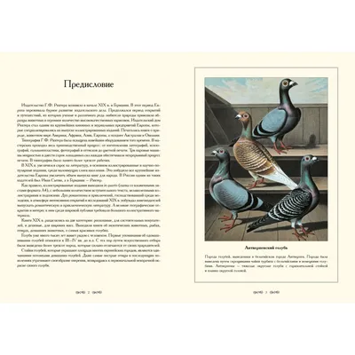 Породы голубей, Ч. 2. | Fauna, Animals, Bird