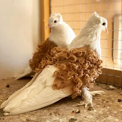 Чем знамениты иранские голуби? | Все о голубях от А до Я | Дзен