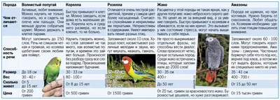 Пять лучших пород говорящих попугайчиков - Новости на KP.UA