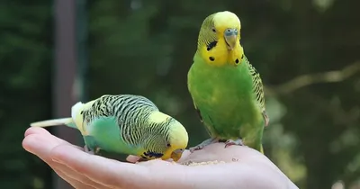 3 породы попугаев, которые станут для вас приятными собеседниками