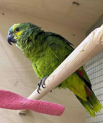 Говорящие попугаи - Амазон, какаду, Ара, Эклектус, вольеры: 1 000 $ - Птицы  Запорожье на Olx