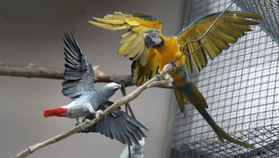 Тимоша – орел\". Как живет говорящий попугай-блогер – видео - 10.11.2019,  Sputnik Казахстан