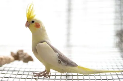 Какие виды попугаев самые говорящие и легко учатся говорить