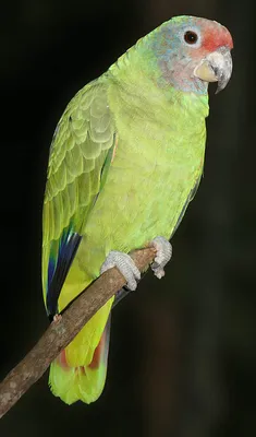 Какие породы попугаев разговаривают: 8 говорящих попугаев