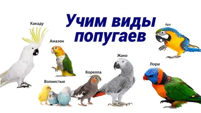 Учим виды попугаев/we teach the types of parrots - YouTube