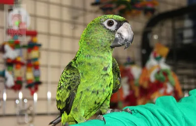 Виды и породы домашних попугаев - Zoo - Планета Земля