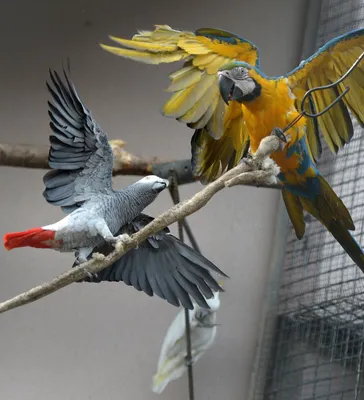 Виды попугаев: описания, названия, интересные факты, фото, содержание и  уход в домашних условиях