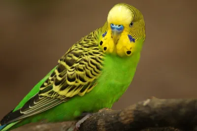 10 видов попугаев, которых легко научить говорить | Полезно (Огород.ru)