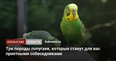 Сколько стоит попугай: цены на основные виды птиц в России, Украине,  Белоруссии