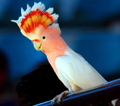 Сеть зоомагазинов Zooсфера on Instagram: \"Хотите завести дома птичку, но не  знаете, какую выбрать? Попугай - отличный вариант 🦜 ⠀ Эти пернатые очень  умные. Многие породы умеют говорить, причём не отдельные фразы,
