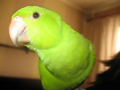 Топ 10 самых говорящих попугаев