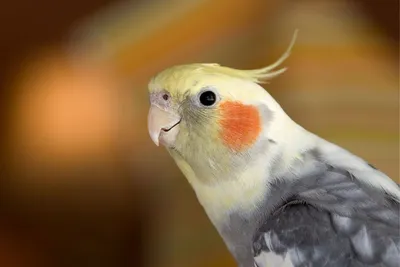 Говорящий попугай: как выбрать и научить птицу красноречию