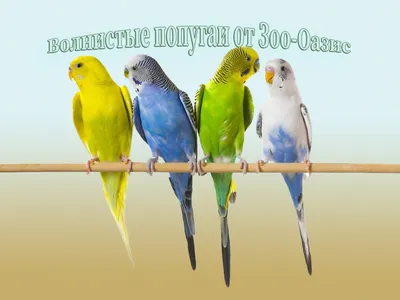 В Питтсбурге заявили, что говорящие попугаи обоих полов одинаково хорошо  запоминают слова — ЮС — Юность Сибири