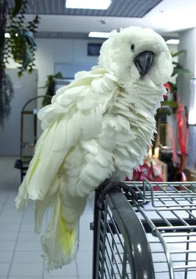 Волнистые попугаи купить 2000 руб. №97314 - птичий рынок ЭКЗОТИКА