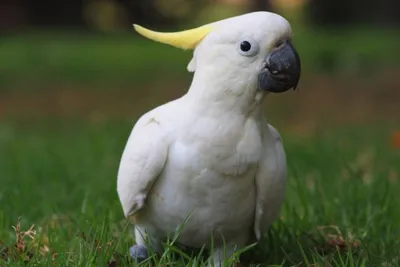 Попугаи: цены, как выбрать имя и научить говорить, чем кормить попугая