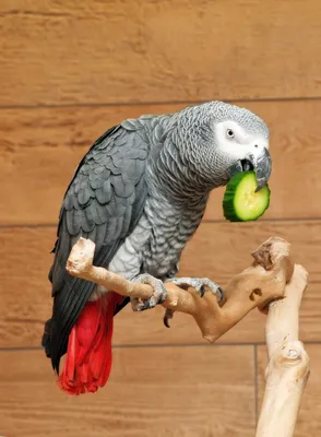 Пять пород лучших говорящих попугаев! | МанкиБлог | Дзен