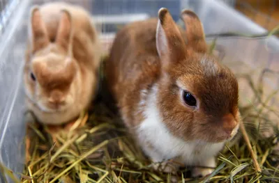Минилоп кролик или миниатюрный вислоухий - Декоративные кролики