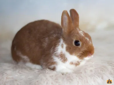 Крольчонок породы цветной карлик | Крол Артур - декоративные карликовые  кролики