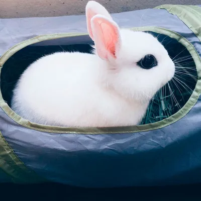 Лисий кролик - Декоративные кролики