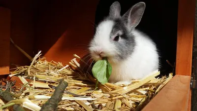 Разведение декоративных кроликов карликовых - Союз Заводчиков и  Селекционеров