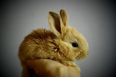 Как выглядят взрослые карликовые кролики