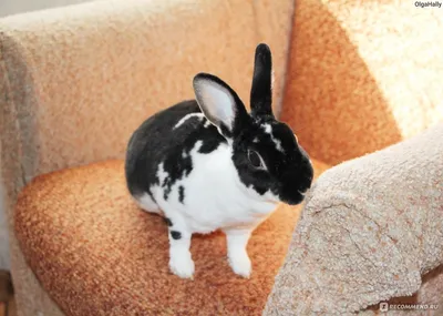Кролик породы \"Вислоухий баран\" - «Вислоухий кролик: мой опыт содержания  кролика в квартире, советы и ошибки» | отзывы