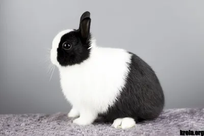 Декоративные карликовые кролики особенности поведения и содержания -  Интернет-зоомагазин Korm