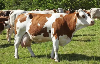 Необычные, странные и удивительные коровы со всего мира