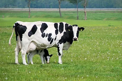 Породы молочных коров. Самые популярные и продуктивные породы КРС