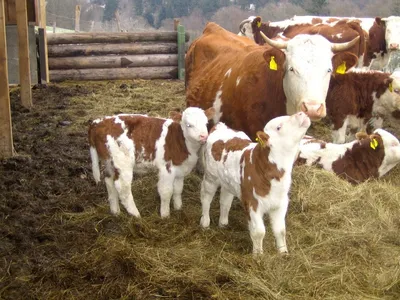 Айрширская порода коров - Советы и особенности | «Электропастух»