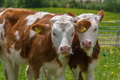 В новейшее время в Казахстане выведено пять типов молочных коров -  Ведомости Казахстана