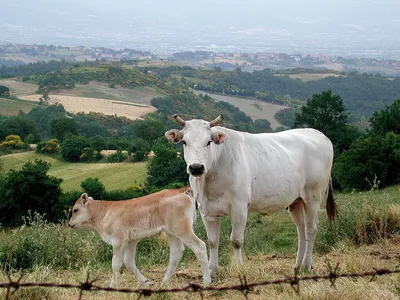 Англерская (Ангельнская) молочная порода коров