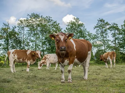 Ярославская порода коров: характеристика и описание, продуктивность, фото