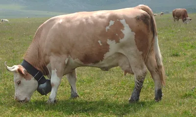 Кианская (порода коров) — Википедия