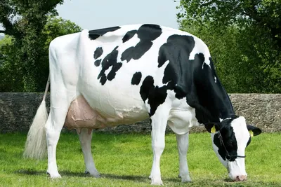 Породы коров фото 78 фото