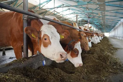 Эксперты назвали самые молочные породы коров | Ветеринария и жизнь
