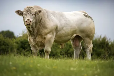 Шотландская непривередливая: изучаем особенности абердин-ангусской породы  коров | Сельский Житель | Дзен