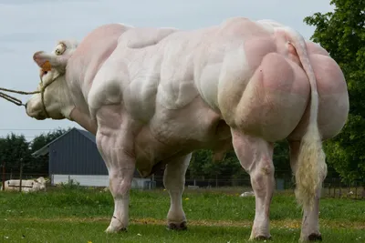 Порода коров Буэлинго: описание, характеристика, фото
