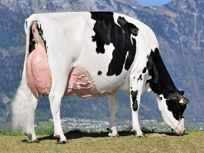 Лебединская мясо-молочная порода коров