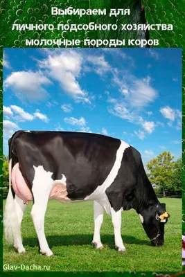 Какая порода коров лучше | ТОП-6 молочных пород - YouTube